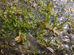 Attēlu rezultāti vaicājumam “Calliergon megalophyllum”