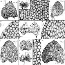 Attēlu rezultāti vaicājumam “Calypogeia neesiana”