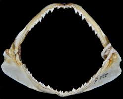 Image result for Rhizoprionodon longurio