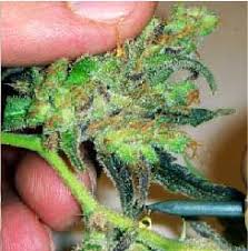 Resultado de imagen para la marihuana channel