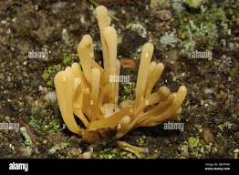 Attēlu rezultāti vaicājumam “Clavaria argillacea”