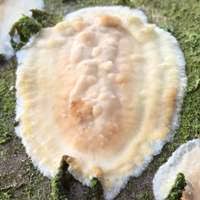 Attēlu rezultāti vaicājumam “Phlebia radiata”