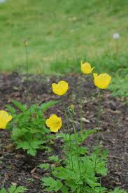 Image result for Meconopsis cambrica