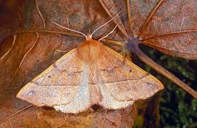 Attēlu rezultāti vaicājumam “Colotois pennaria”