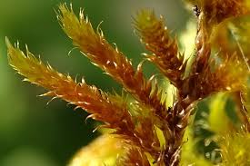 Attēlu rezultāti vaicājumam “Hypnum cupressiforme var. lacunosum sporophyte”