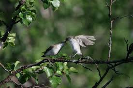 Attēlu rezultāti vaicājumam “Ficedula hypoleuca”