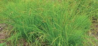 Attēlu rezultāti vaicājumam “Carex x bakkeriana”