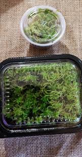Attēlu rezultāti vaicājumam “Sphagnum flexuosum”