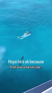 Image result for Black Country Barracudas Sub Aqua Club