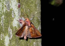 Attēlu rezultāti vaicājumam “Plusia festucae”