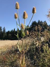 Image result for Dipsacus silvestris