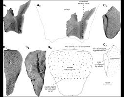 Attēlu rezultāti vaicājumam “Laccognathus panderi”