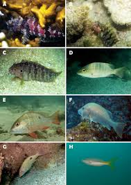 Image result for Lutjanus alexandrei