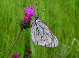 Attēlu rezultāti vaicājumam “Aporia crataegi female”