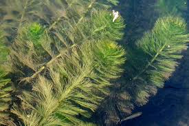 Attēlu rezultāti vaicājumam “Haloragaceae”