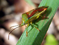 Attēlu rezultāti vaicājumam “Elasmostethus interstinctus nymph”