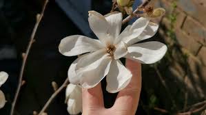 Attēlu rezultāti vaicājumam “Magnolia x loebneri flower”