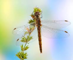 Attēlu rezultāti vaicājumam “Sympetrum vulgatum female”