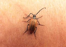 Attēlu rezultāti vaicājumam “Pseudocistela ceramboides”