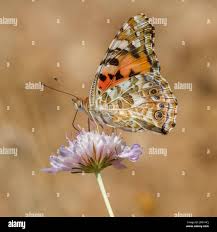 Attēlu rezultāti vaicājumam “Vanessa cardui underside”