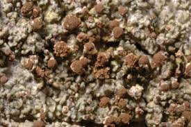 Attēlu rezultāti vaicājumam “Chaenotheca trichialis”