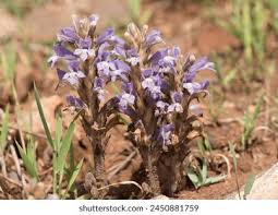 Attēlu rezultāti vaicājumam “Orobanche coerulescens flower”