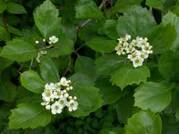Attēlu rezultāti vaicājumam “Crataegus douglasii”