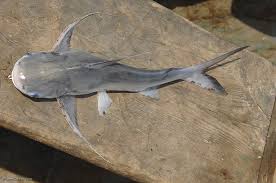 Image result for Bagre marinus