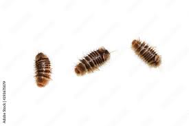 Attēlu rezultāti vaicājumam “Anthrenus museorum”