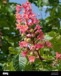 Attēlu rezultāti vaicājumam “Aesculus x hybrida flower”