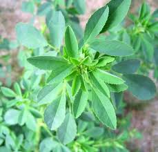 Attēlu rezultāti vaicājumam “Melilotus officinalis leaf”