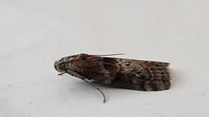 Attēlu rezultāti vaicājumam “Phycita roborella”