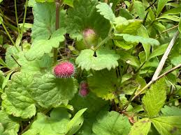 Attēlu rezultāti vaicājumam “Liposthenes glechomae”