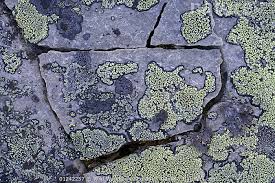 Attēlu rezultāti vaicājumam “Rhizocarpon geographicum”