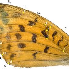 Attēlu rezultāti vaicājumam “Argynnis adippe underside”