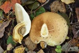 Attēlu rezultāti vaicājumam “Pholiota heteroclita”