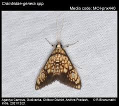 Attēlu rezultāti vaicājumam “Crambidae”