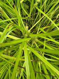 Attēlu rezultāti vaicājumam “Carex appropinquata leaf”
