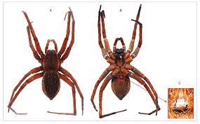 Attēlu rezultāti vaicājumam “Dolomedes fimbriatus”