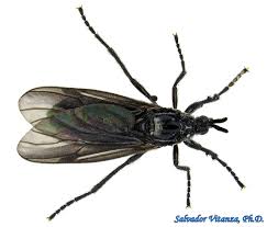 Attēlu rezultāti vaicājumam “Bibionidae female”