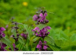 Attēlu rezultāti vaicājumam “Lamium purpureum flower”