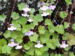 Attēlu rezultāti vaicājumam “Cymbalaria muralis flower”
