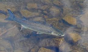 Image result for Chelon labrosus