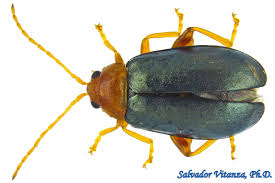 Attēlu rezultāti vaicājumam “Chrysomelidae”