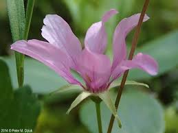 Attēlu rezultāti vaicājumam “Rubus arcticus flower”