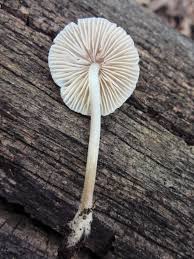 Attēlu rezultāti vaicājumam “Mycena belliarum”