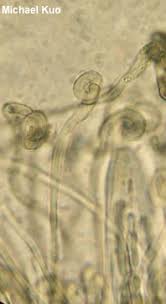 Attēlu rezultāti vaicājumam “Didymium difforme sessile”
