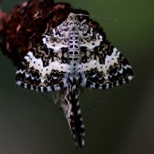 Attēlu rezultāti vaicājumam “Epirrhoe tristata imago”