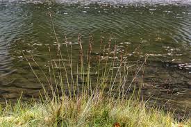 Attēlu rezultāti vaicājumam “Juncus squarrosus”