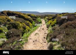 Image result for Glossopdale Devils